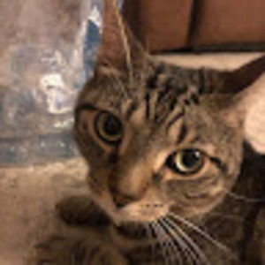 Meet your Posher, Owen